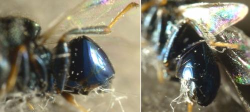 Perilampus sp.